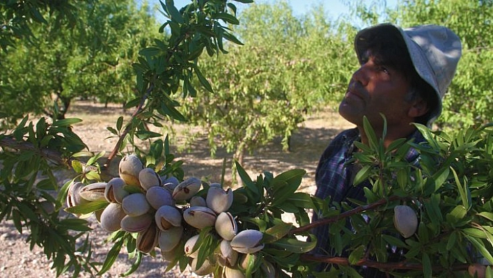 'Badem Adası'nda hasat zamanı