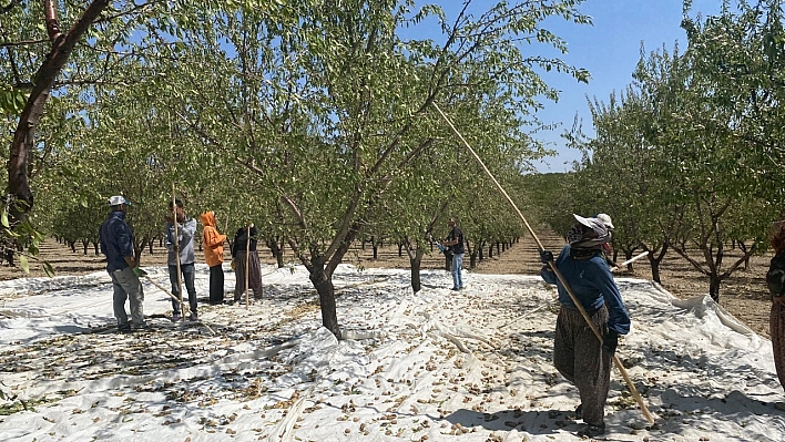 Bademde hasat başladı