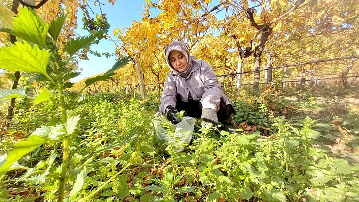 Bağlar sarardı ısırgan otları yeşerdi