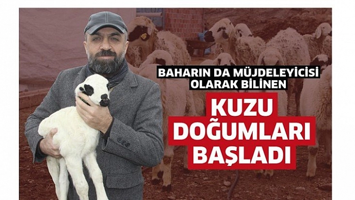 Baharı müjdeleyen kuzu doğumları