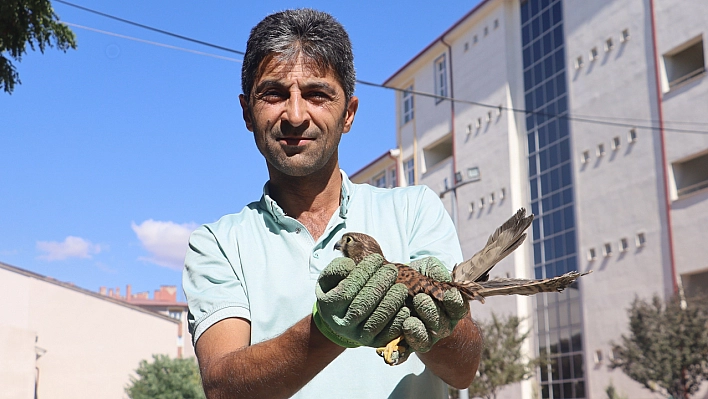 Bahçede bulduğu yavru şahinle kurduğu bağ gönülleri ısıttı