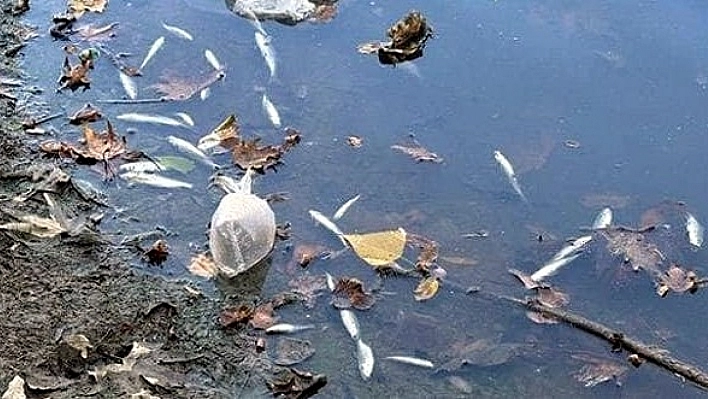 Balık ölümlerinin nedeni belli oldu