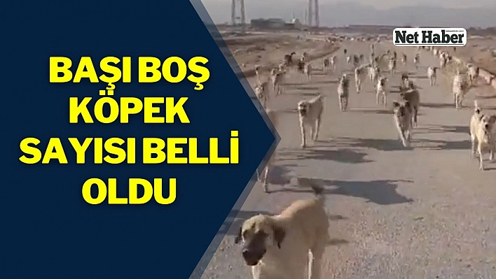 Başı boş köpek sayısı belli oldu