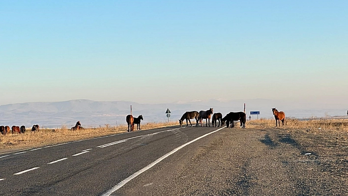 Başıboş atlar tehlike saçıyor