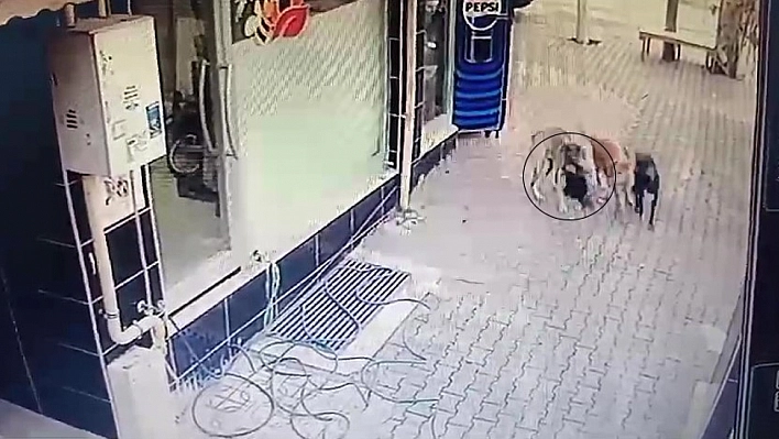 Başıboş sokak köpekleri tavuğu telef etti