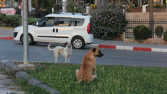 Başıboş köpekler korku saçıyor