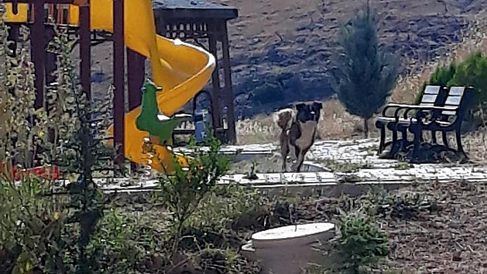 Başıboş köpekler rahatsız ediyor