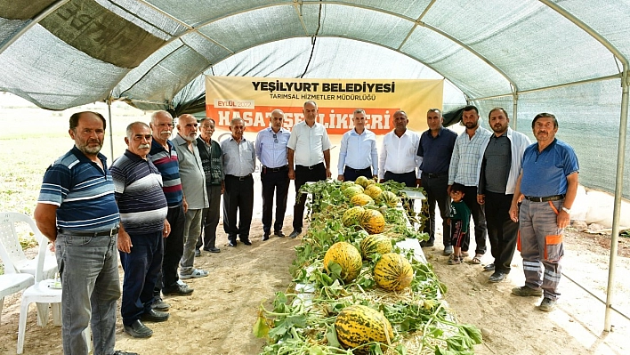 Çınar kavun hasadına katıldı