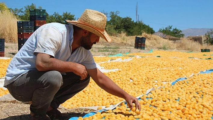 Baskil'de kayısı hasadı