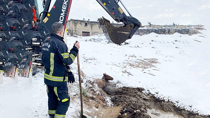 Bataklığa Saplanan Yılkı Atı Kurtarıldı