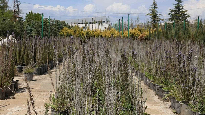 Battalgazi'de 210 bin fidan toprakla buluştu