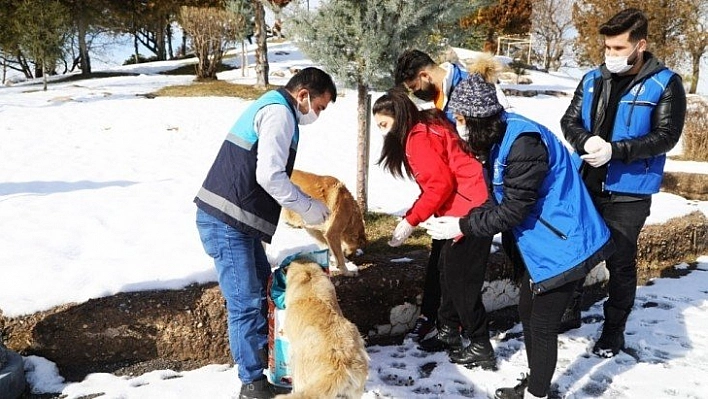 Sokak hayvanları unutulmuyor