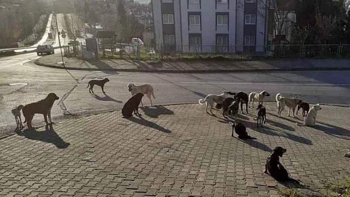 Battalgazi'de Sokak Köpekleriyle Mücadele Artacak!