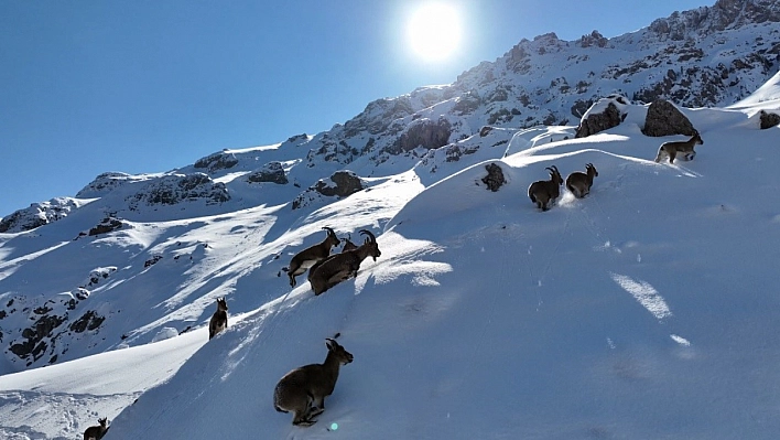 Bayburt'tun dağ keçileri kameraya yakalandı