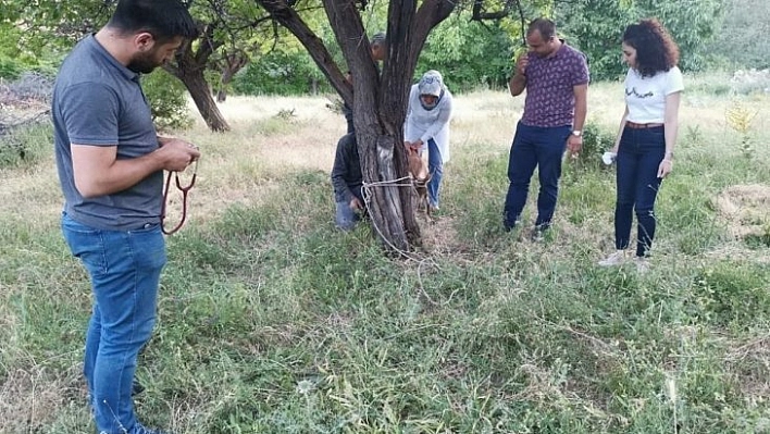 Keçi tedavi edildi doğaya bırakıldı