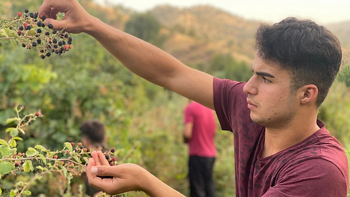 Böğürtlen toplama sezonu başladı