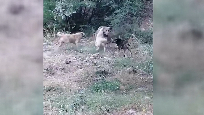 Boz ayıya köpekler geçit vermedi