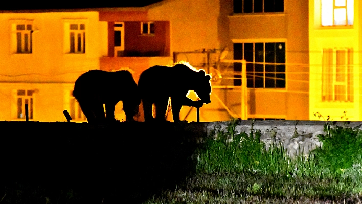 Ayı yavruları mahalleye indi