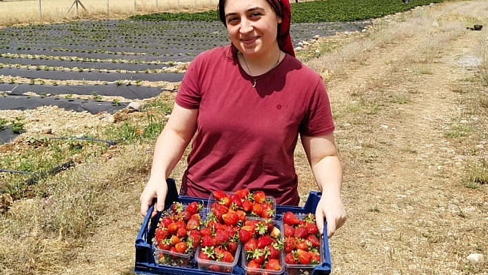 Bu köy çileğin merkezi olacak