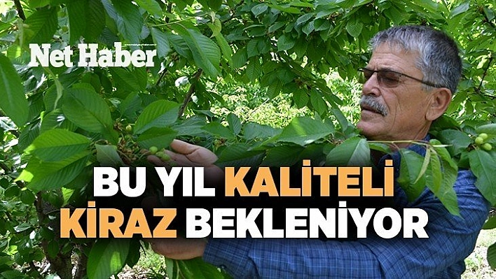 Bu yıl kaliteli kiraz bekleniyor