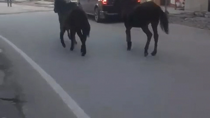 Başıboş atlar trafiğe çıktı