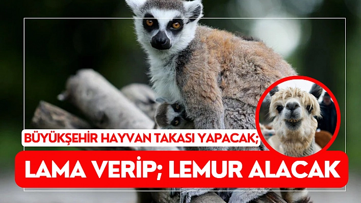 Büyükşehir hayvan takası yapacak Lama verip Lemur alacak