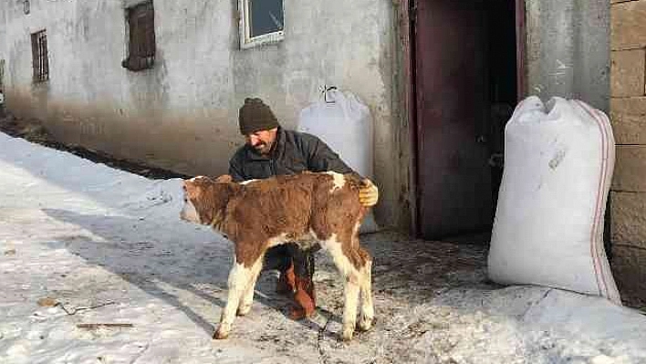 Buzağısı olanlara para yatacak