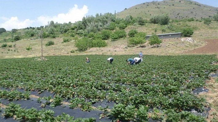 Barajlar çiftçiyi güldürdü