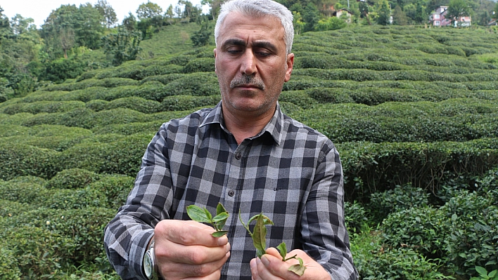 Çay üreticilerinden tepki