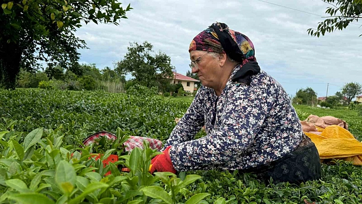 Çay Kontenjanı Düşürüldü!