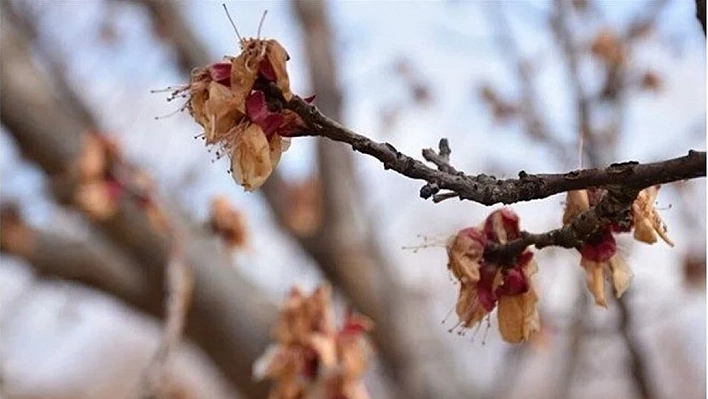 Çiftçilere Önemli Uyarı: Malatya'da 19-21 Mart 2025 Tarihlerinde Zirai Don Riski!