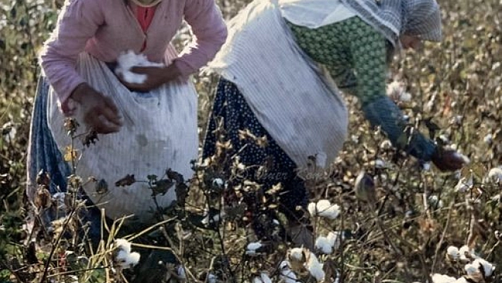 Çiftçinin Emeği Yine Ziyan Oldu