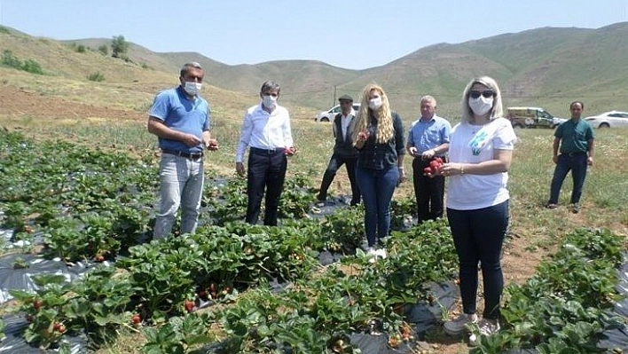 Çilek Hasat Tarla Günü düzenlendi