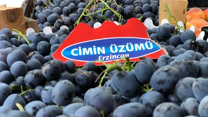 Cimin üzümünde hasat zamanı