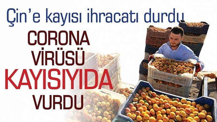 Çin'e kayısı ihracatı durdu