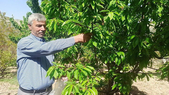 Coğrafi işaretle tescillenmişti. Malatya'da kilosu 350-400 tl'den satılıyor... Toplaması 1 buçuk, 2 saat sürüyor...