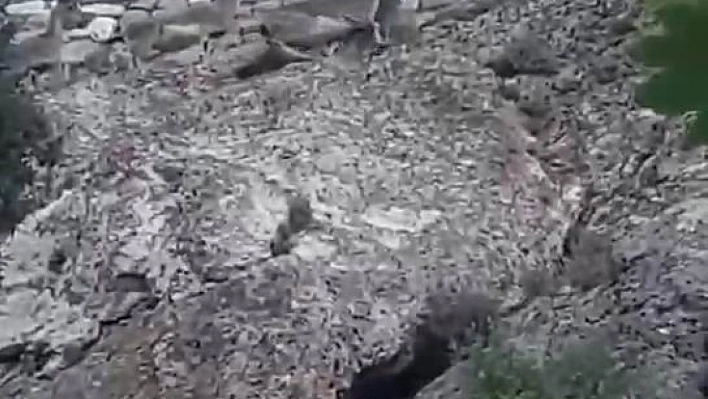 Dağ keçileri bu kez tehlike saçtı