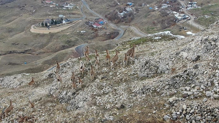 Dağ keçileri dronla görüntülendi