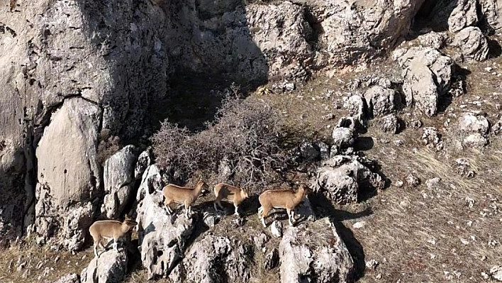 Dağ keçileri dronla görüntülendi