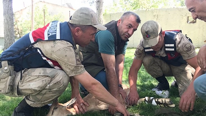 Dağ keçisi tedaviye alındı