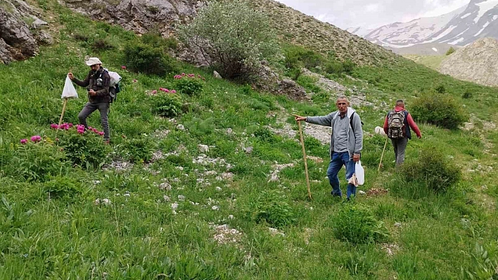 Görenler Azmine Hayran Kalıyor! Munzur Dağı'na Çıkıp, Bakın Ne Topluyor…