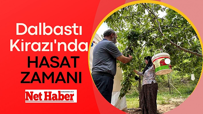 Dalbastı Kirazı'nda hasat zamanı