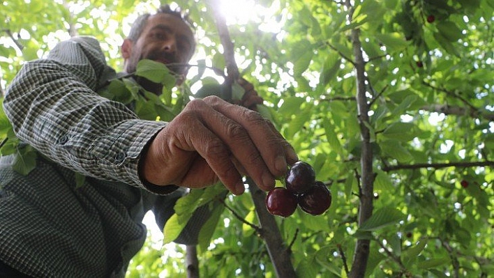 Dalbastı kirazında hasat başladı