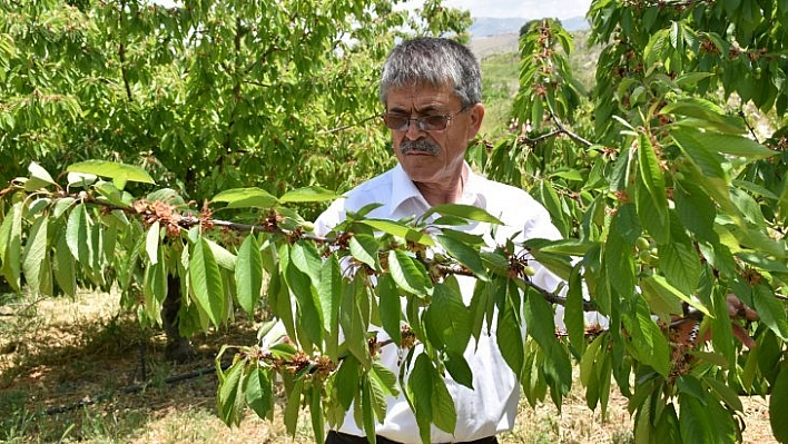 'Dalbastı' kirazında sinek riski