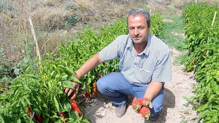 Kapya biber üretimi yaygınlaşıyor