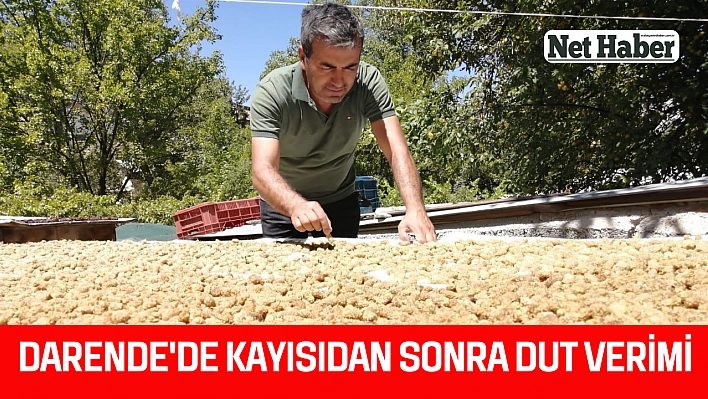 Darende'de kayısıdan sonra dut verimi