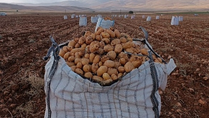 Malatya'da Patates Hasadı Başladı: 10 Bin Ton Rekolte Bekleniyor