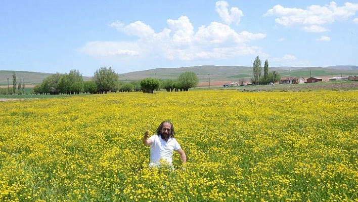 Darende sarıya boyandı