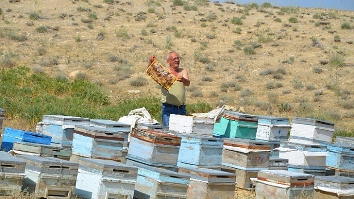 Arıcılar umutlu