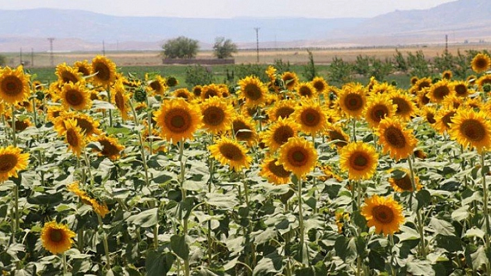 'Değerinde satamıyoruz'